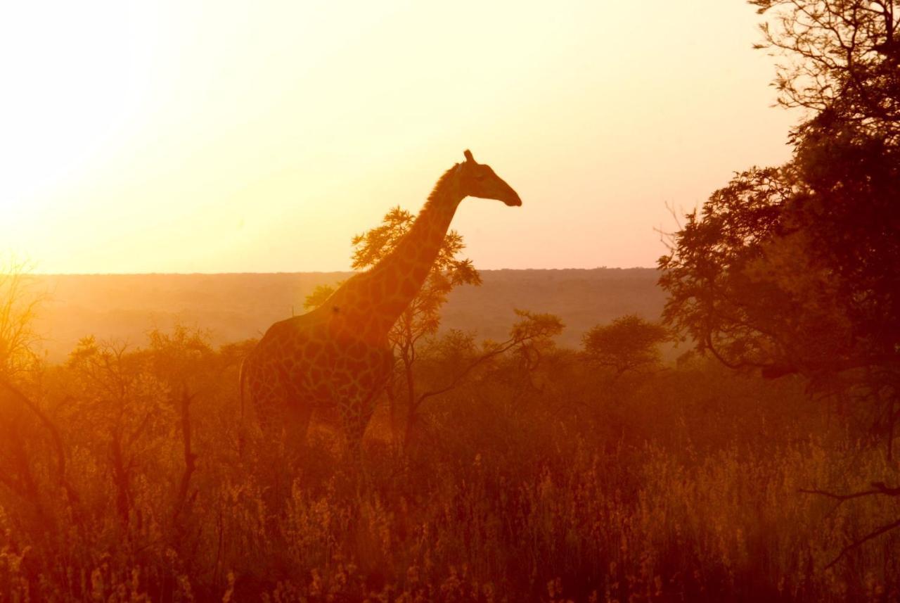 Kgorogoro Lodge พีลาเนสเบิร์ก ภายนอก รูปภาพ